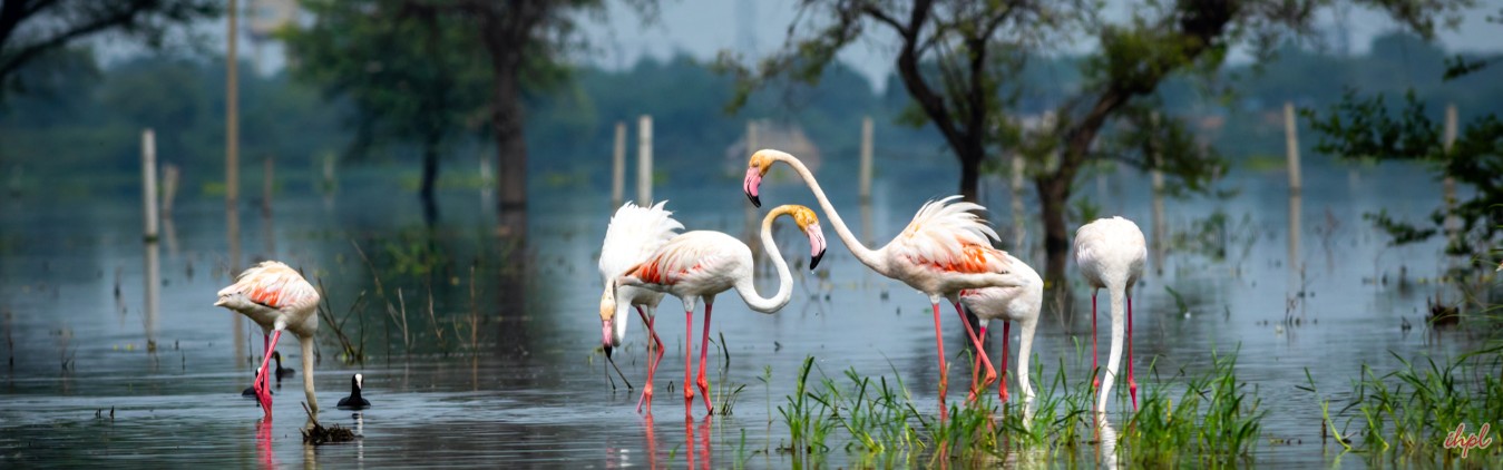 India Golden Triangle with Wildlife